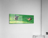 IMG 2112Limpkins Acrylic Print