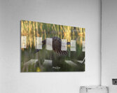 IMG 2120FlyingLimpkin Acrylic Print