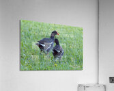 IMG 2011 Acrylic Print