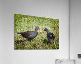 IMG 2263Moorhen Acrylic Print
