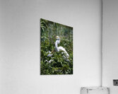 IMG 2453WhiteHeronAndChicks24x30 Acrylic Print
