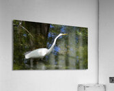 IMG 2789WhiteHeron Acrylic Print
