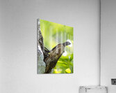 IMG 2884Lizard Acrylic Print