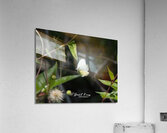 IMG 2899ButterFly Acrylic Print