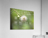 IMG 2850 Acrylic Print