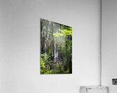 IMG 2893Swamp Acrylic Print