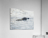 IMG 2945Gator Acrylic Print