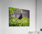 IMG 4902Grackle Acrylic Print