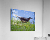 IMG 4887Grackle Acrylic Print