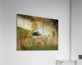 SandhillCrane2 Edit Acrylic Print