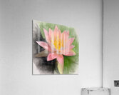 WaterLily   Copy Acrylic Print