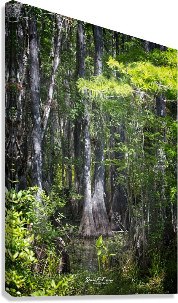 IMG 2893Swamp Canvas Print