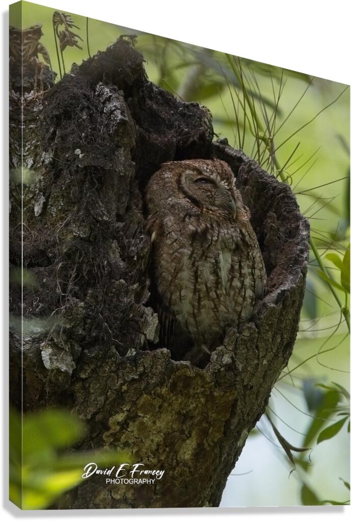 IMG 2936Owl Canvas Print
