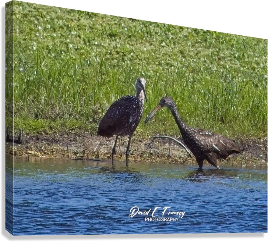 IMG 4585Limpkins Canvas Print