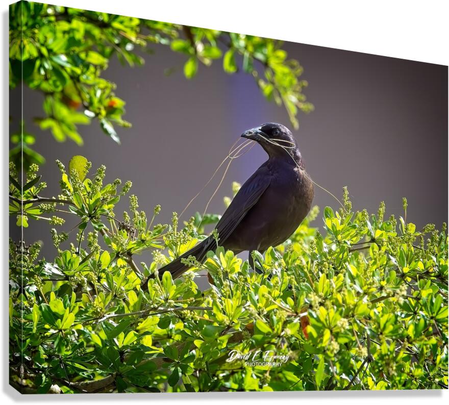 IMG 4902Grackle Canvas Print