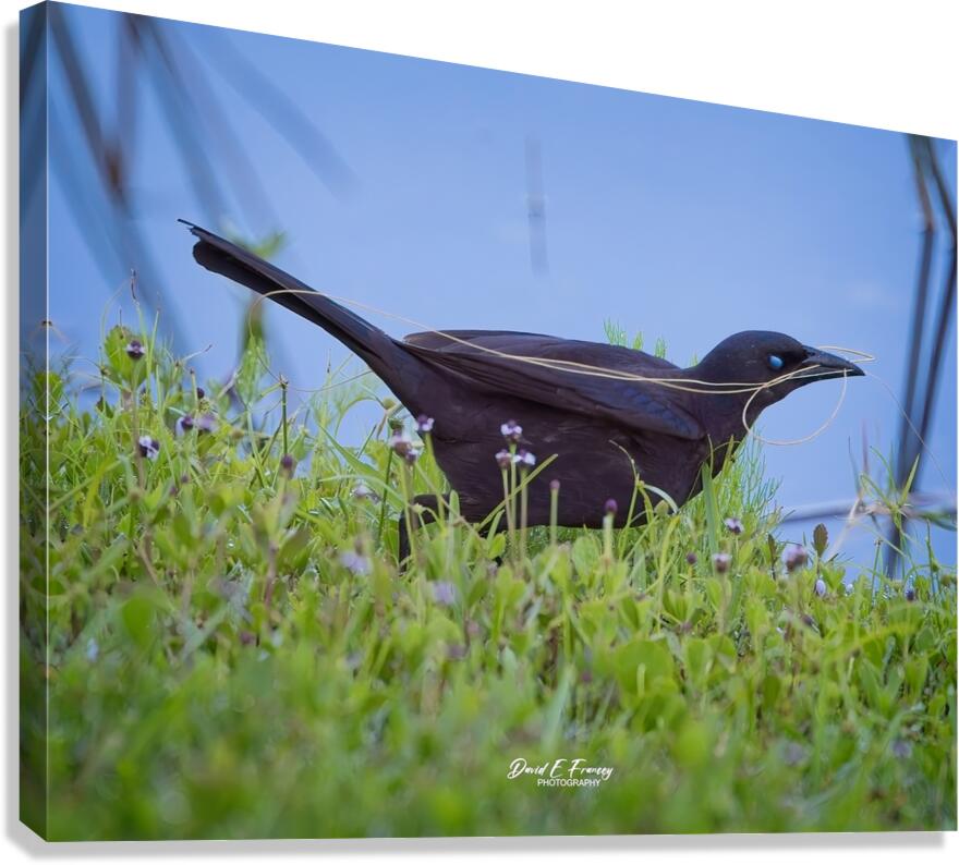 IMG 4887Grackle Canvas Print