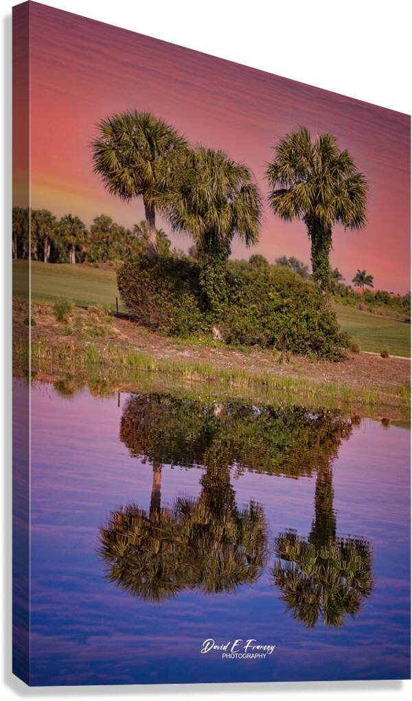 IMG 4932PalmReflections Canvas Print