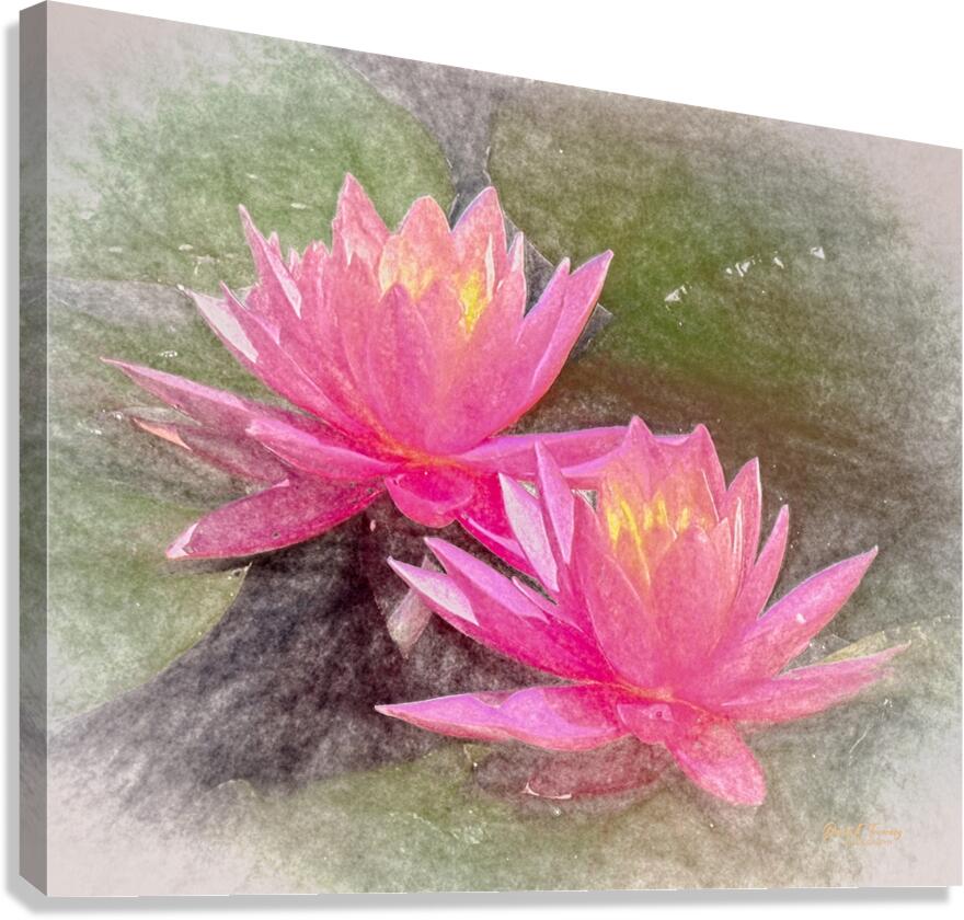 WaterLily2 Canvas Print