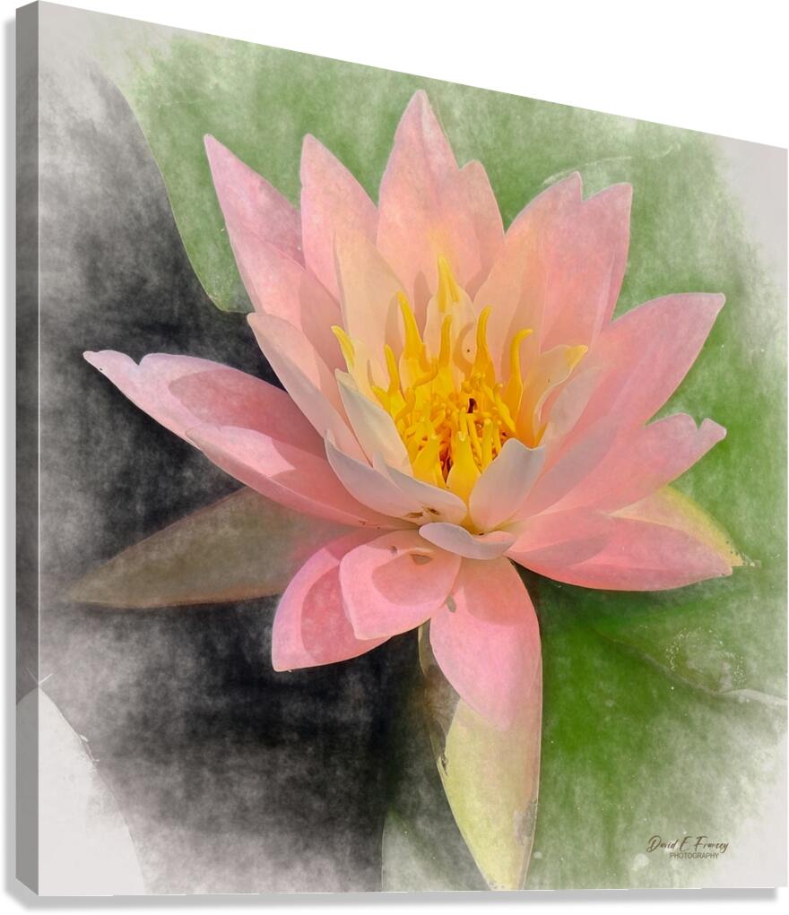 WaterLily   Copy Canvas Print