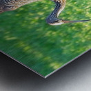 IMG 2112Limpkins Metal print