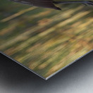 IMG 2120FlyingLimpkin Metal print