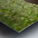 IMG 2263Moorhen Metal print