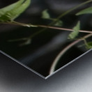 IMG 2899ButterFly Metal print