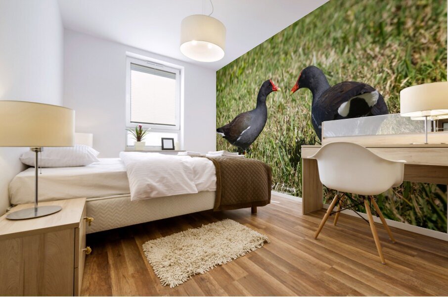 IMG 2263Moorhen Mural print