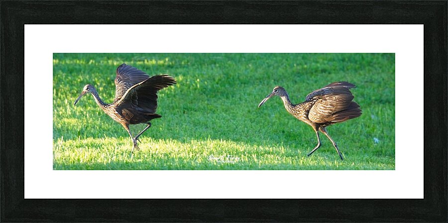 IMG 2112Limpkins Picture Frame print