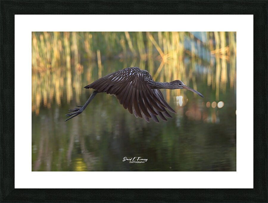 IMG 2120FlyingLimpkin Picture Frame print