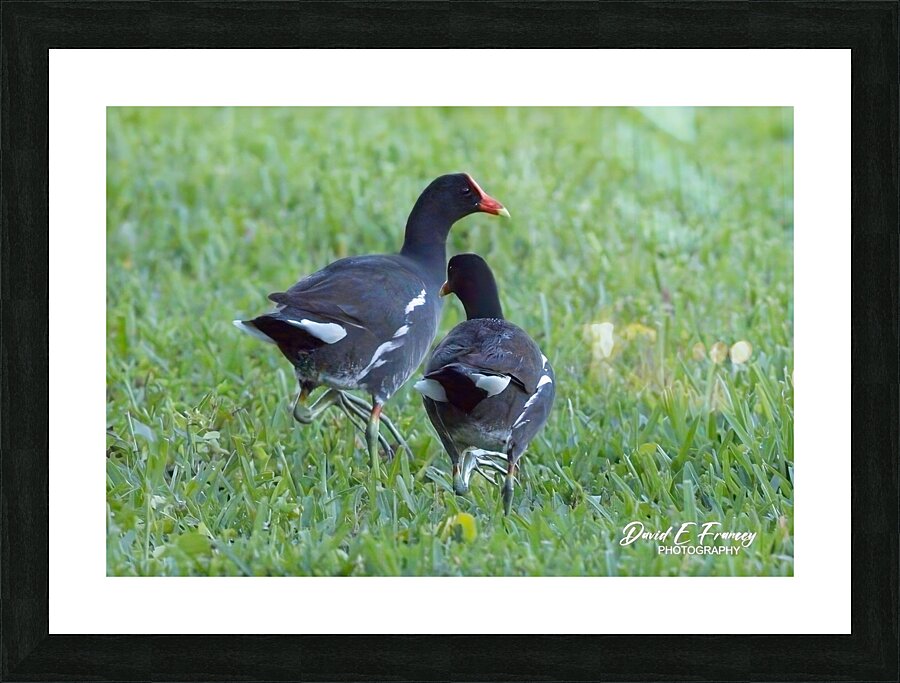 IMG 2011 Picture Frame print