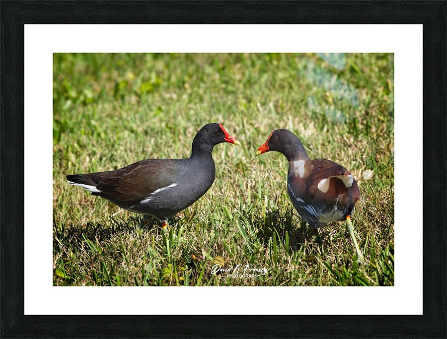 IMG 2263Moorhen Picture Frame print