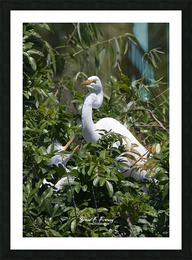 IMG 2453WhiteHeronAndChicks24x30 Picture Frame print