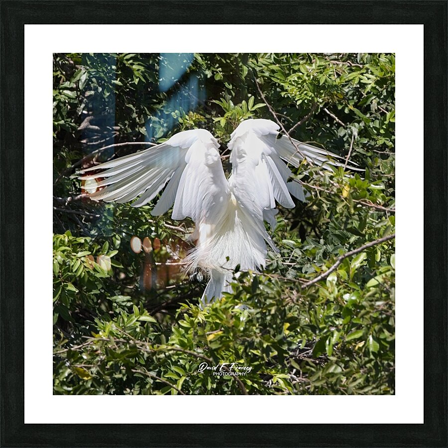 IMG 2429HeronAngleWings Picture Frame print