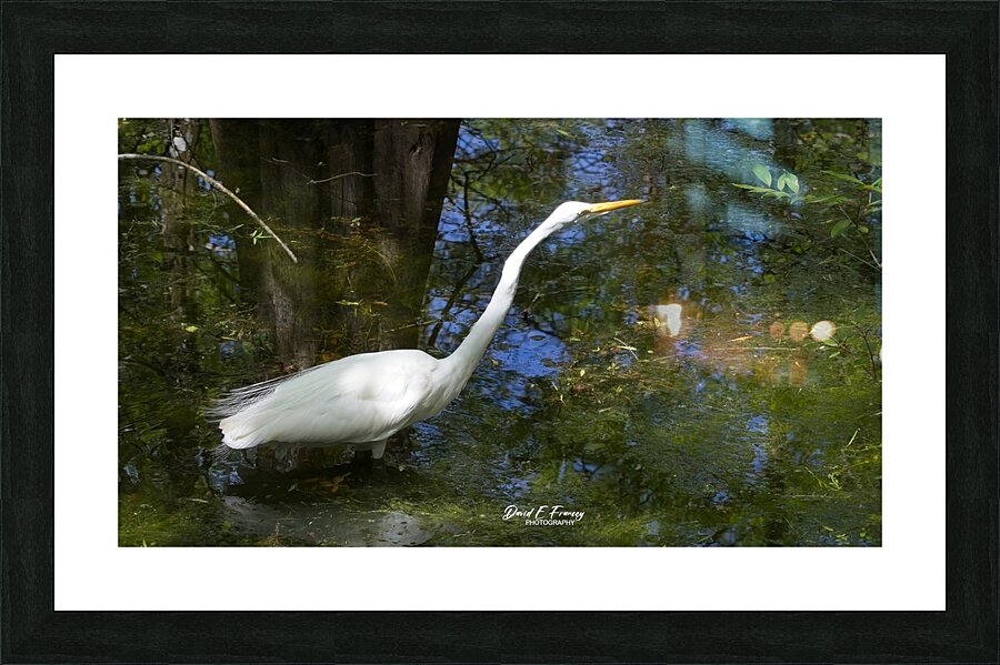 IMG 2789WhiteHeron Picture Frame print