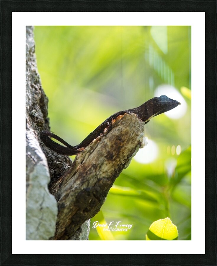 IMG 2884Lizard Picture Frame print