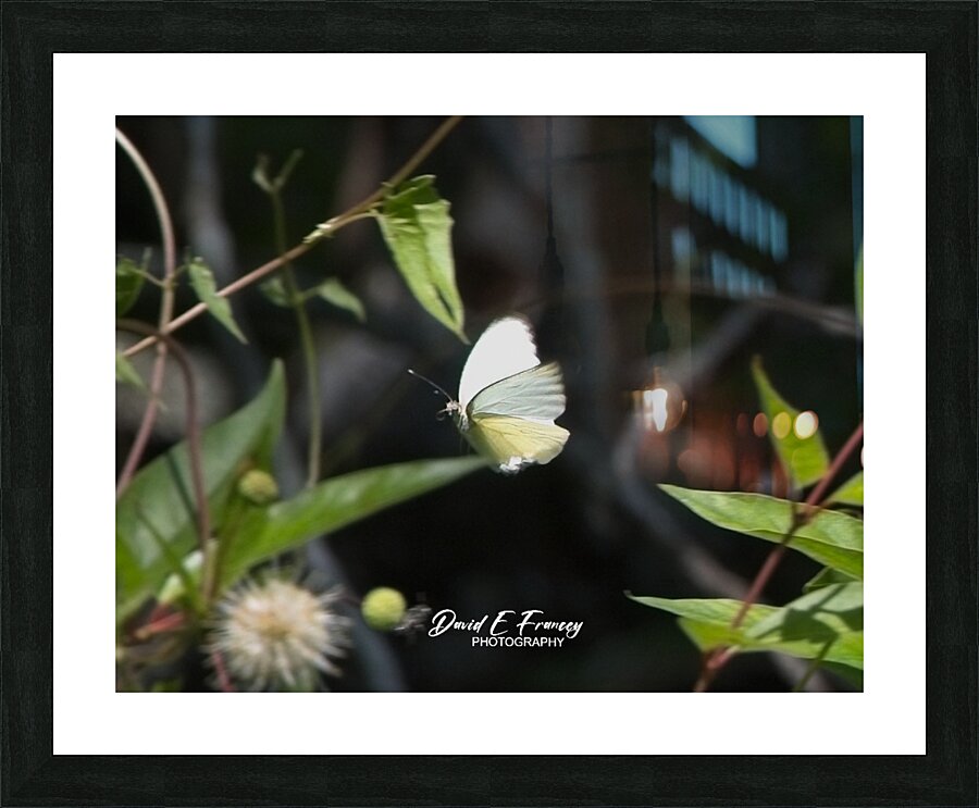 IMG 2899ButterFly Picture Frame print