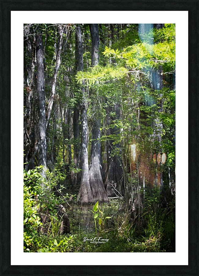 IMG 2893Swamp Picture Frame print