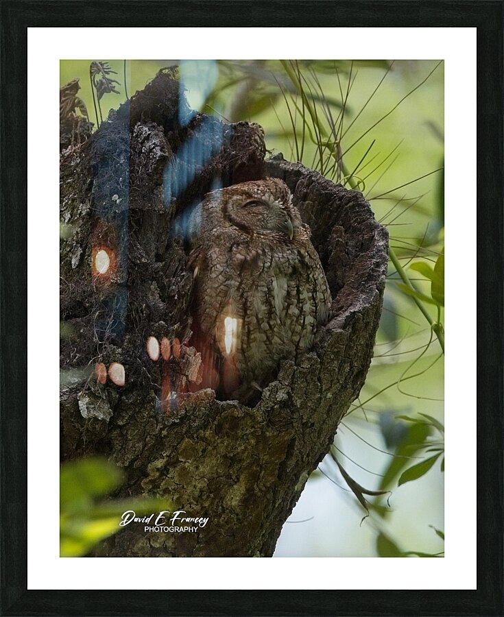 IMG 2936Owl Picture Frame print