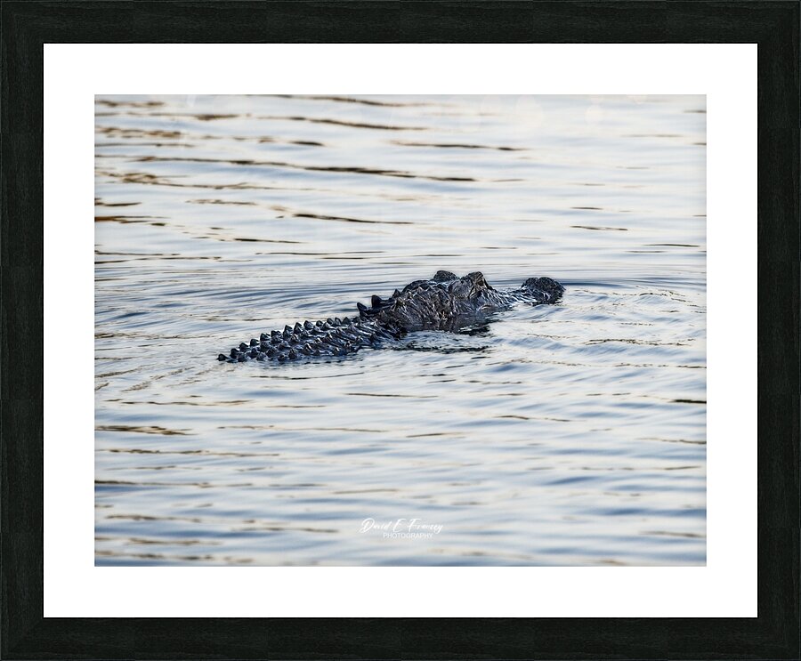 IMG 2945Gator Picture Frame print