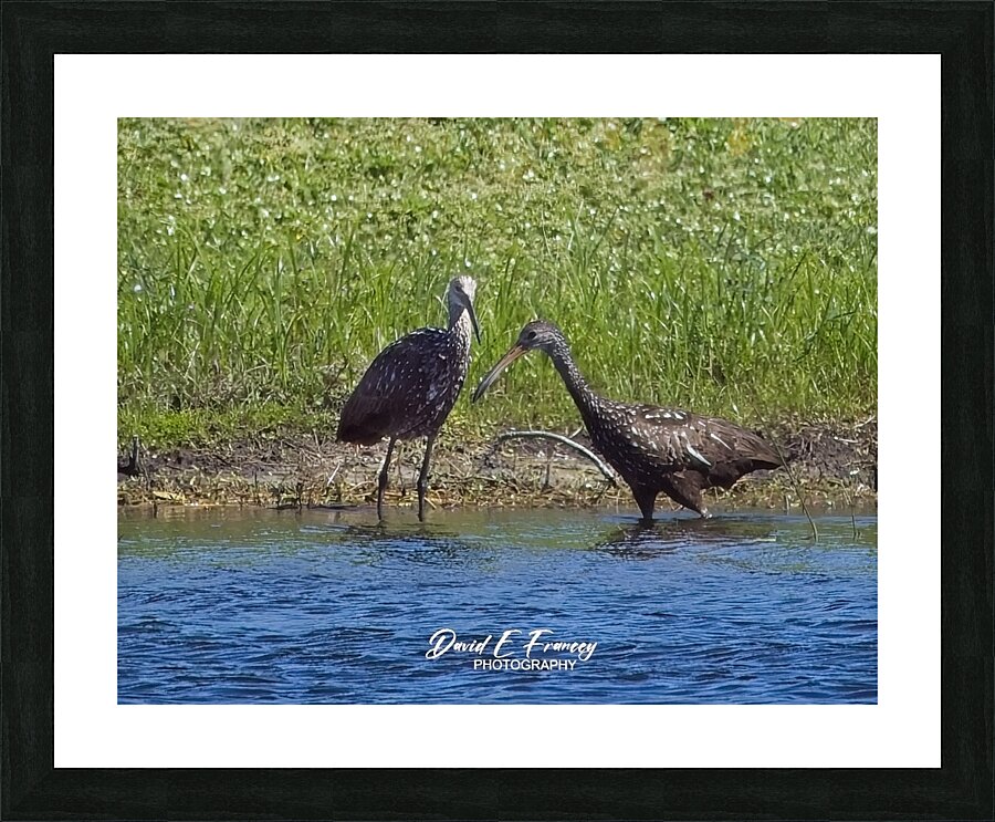 IMG 4585Limpkins Picture Frame print