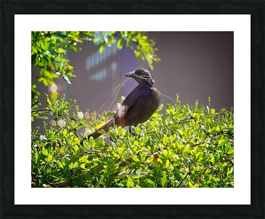 IMG 4902Grackle Picture Frame print