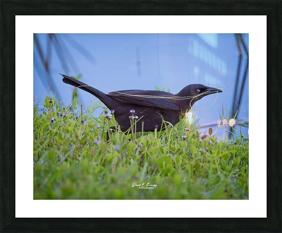 IMG 4887Grackle Picture Frame print