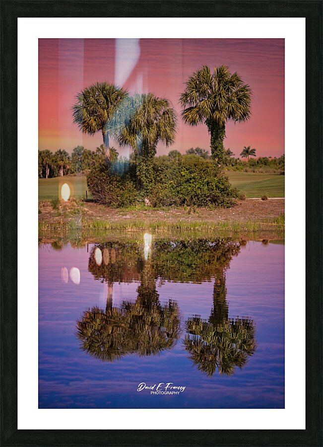 IMG 4932PalmReflections Picture Frame print