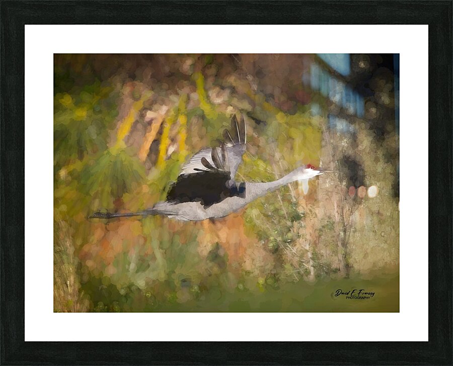 SandhillCrane2 Edit Picture Frame print