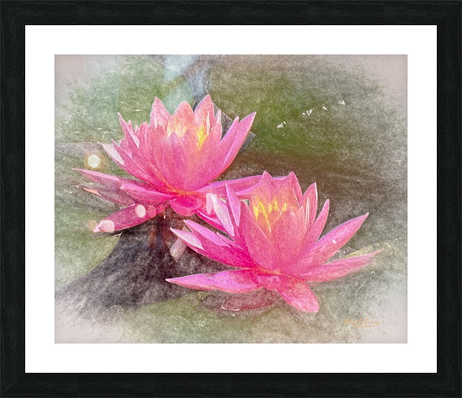 WaterLily2 Picture Frame print