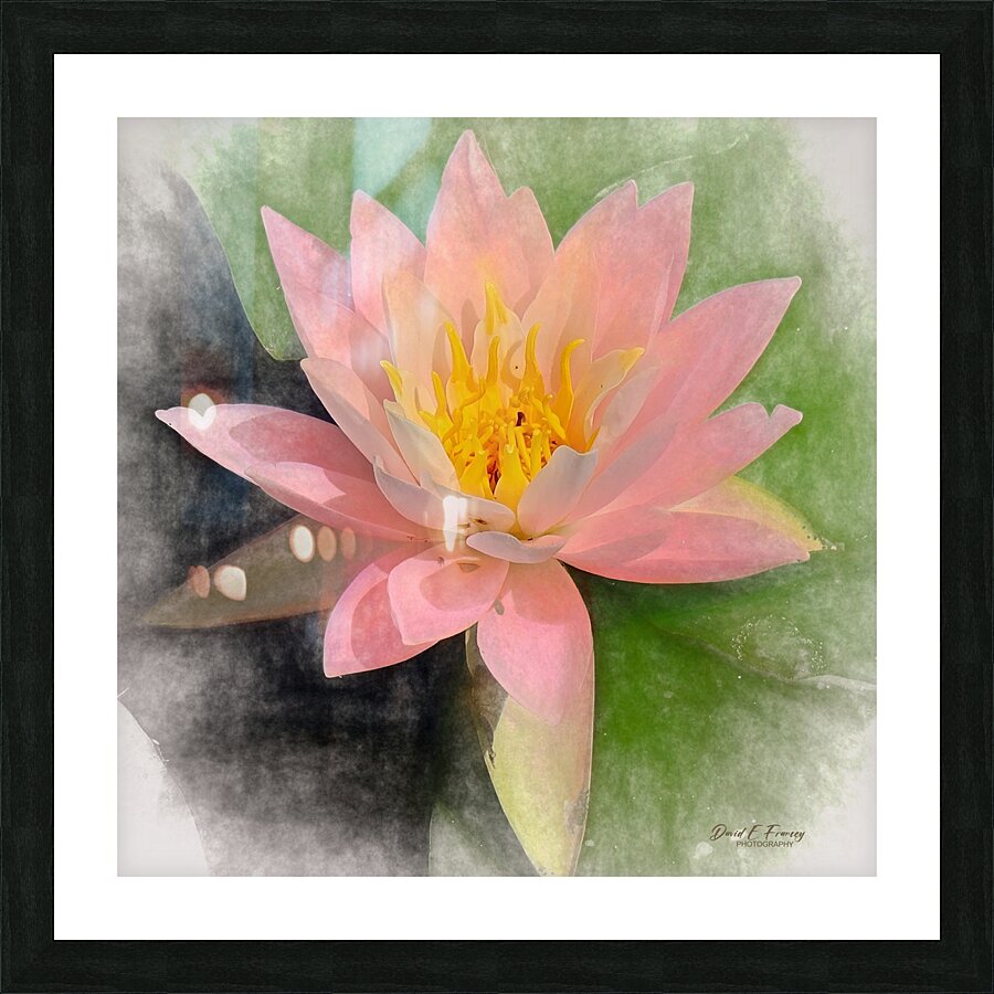 WaterLily   Copy Picture Frame print