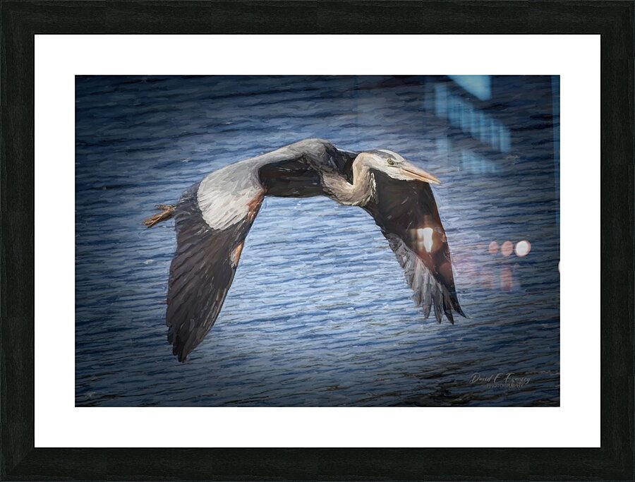 HeronInFlight Edit2 Picture Frame print