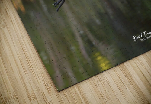 IMG 2120FlyingLimpkin David E Francey Photography puzzle