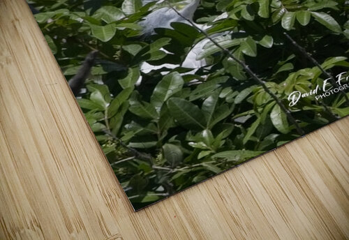 IMG 2453WhiteHeronAndChicks24x30 David E Francey Photography puzzle